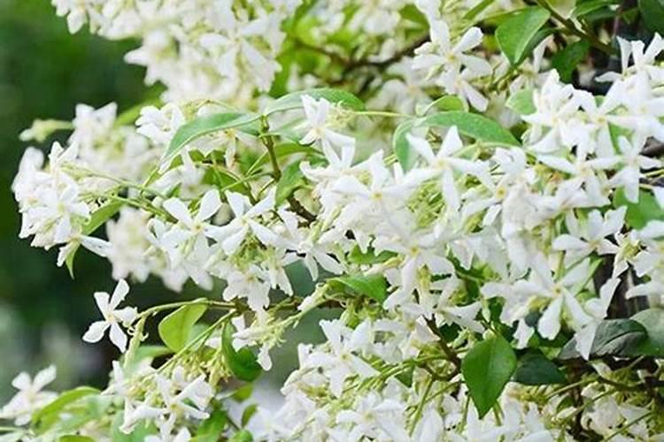 怎样让风车茉莉爬藤快