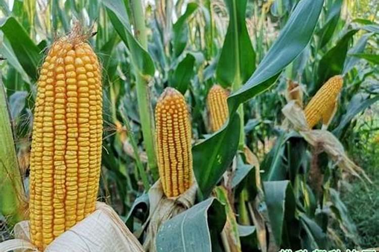 种植玉米复合肥搭配菌肥效果怎么样？