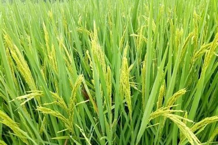 水稻黄叶病用什么农药