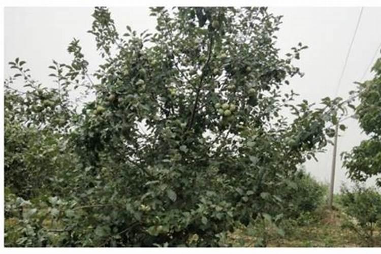 苹果树施肥的方法