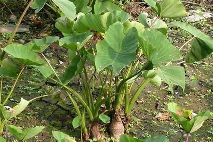 毛芋种植时间和方法