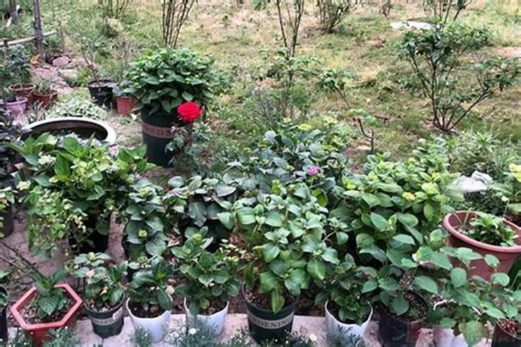 绣球有花苞了该怎么施肥