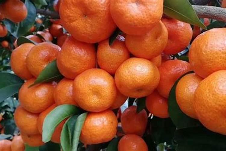 果树施硼肥怎么操作？果树施硼肥有什么用？