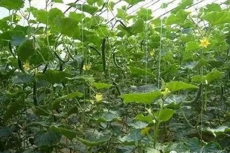 施肥烧根几天可以看出来烧根如何补救