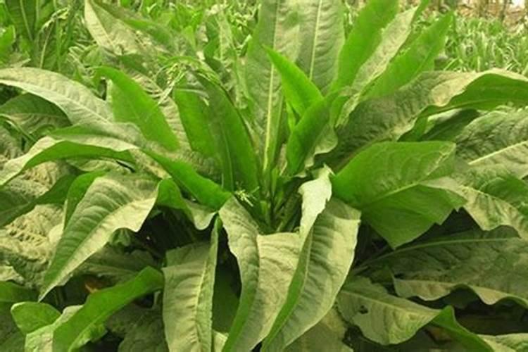 菊苣草种植技术和方法