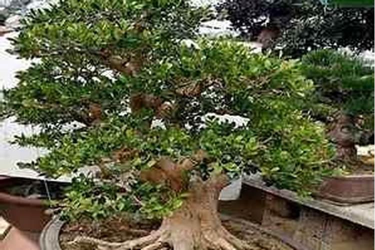 腐植酸钾大客户采购渠道有哪些