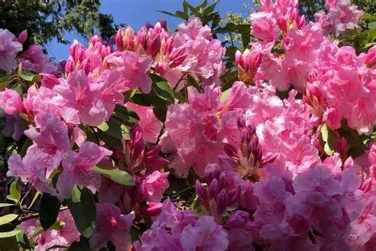 花生叶面肥什么时候打最好