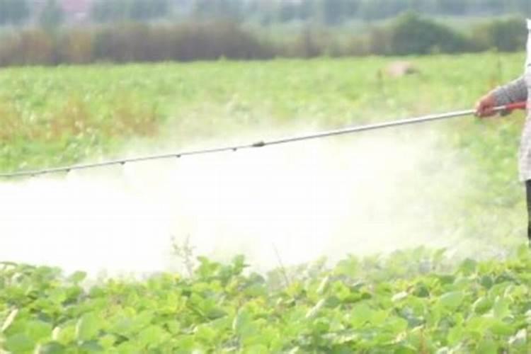 喷叶面肥存在哪些缺点？别把叶面肥等同根部追肥,农技员告诉你