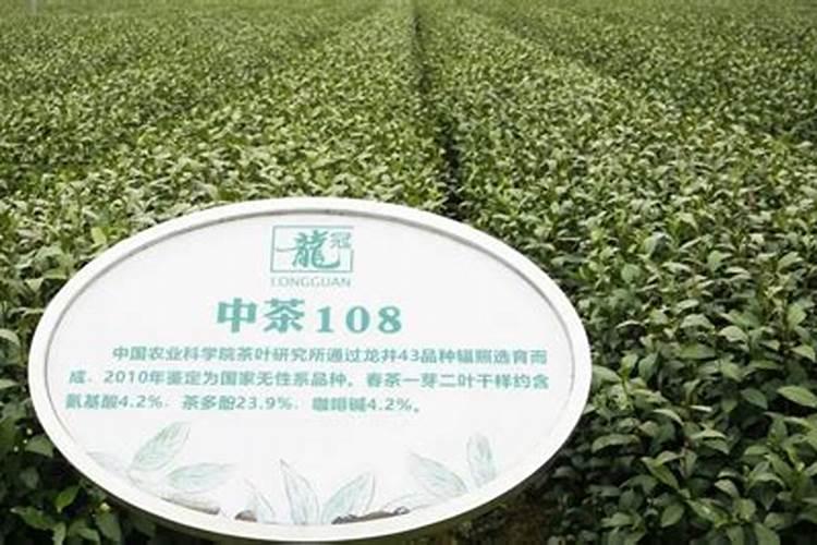 国家级优良品种龙井43