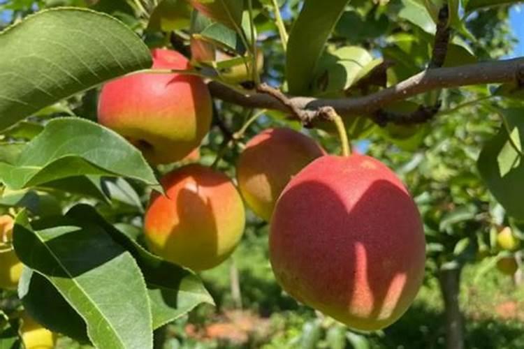 广西高峰林场简介