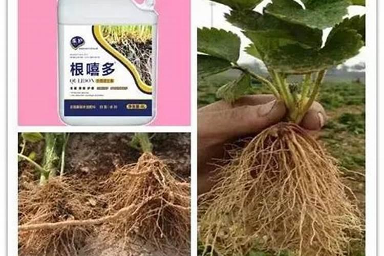 生根肥多久浇一次水