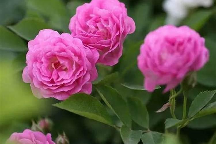 菠菜直接撒地上后多久发芽