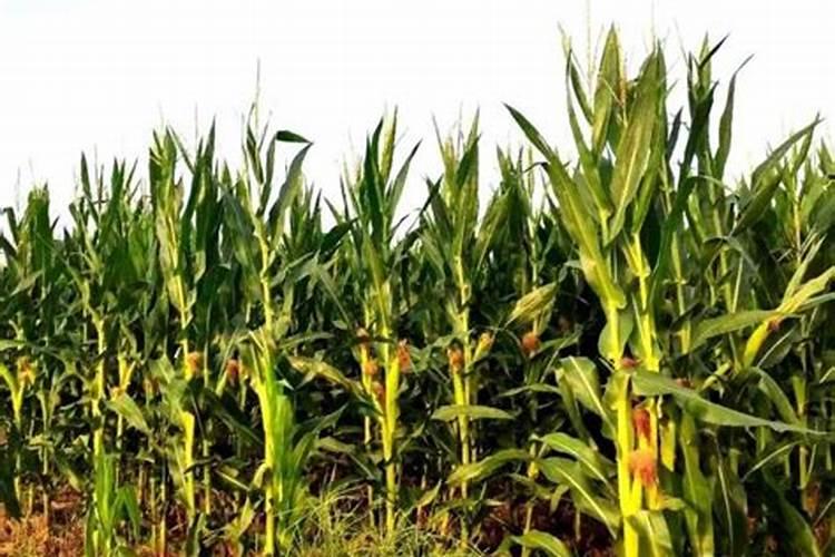 生姜能使用含氯的肥料吗(大姜能用含氯的复合肥吗)