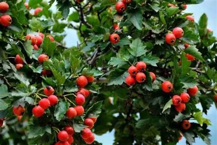 老鼠药毒还是甲安磷毒