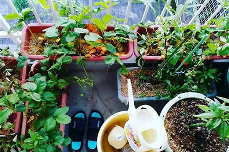 磷对植物生长的重要性