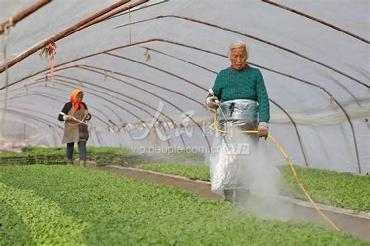 青菜移栽多久可以施肥