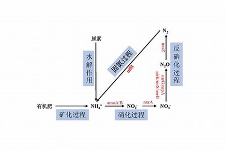 氮肥的吸收转化过程