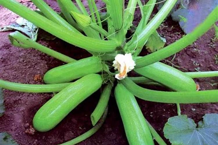 葫芦浇什么肥料合适