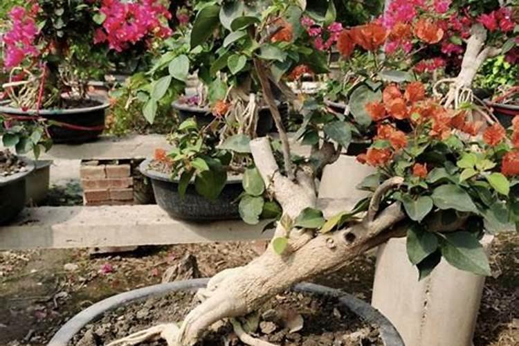 花椒树施什么肥较佳