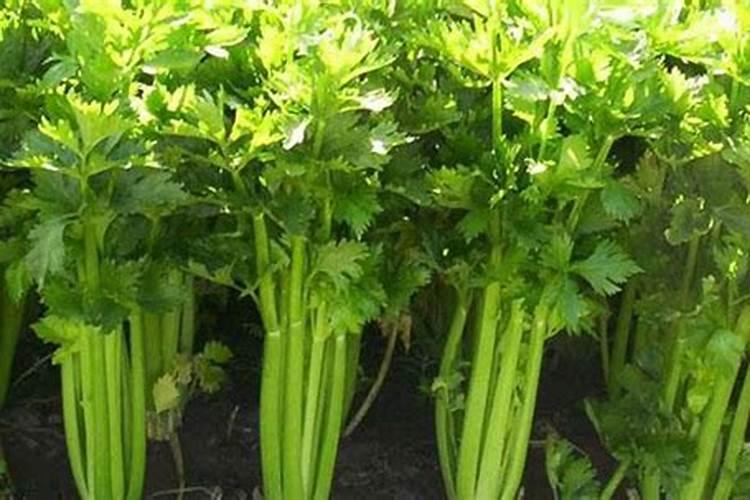 芹菜叶面肥用什么好 注意事项有哪些