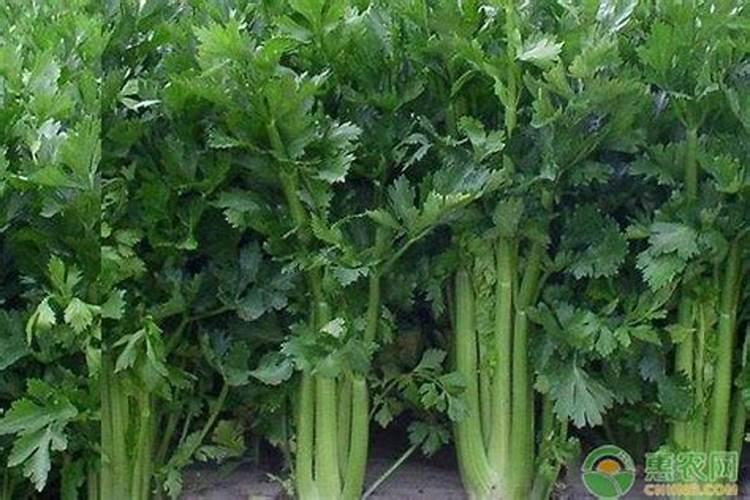 喷什么叶面肥芹菜长得快 喷施方法有哪些