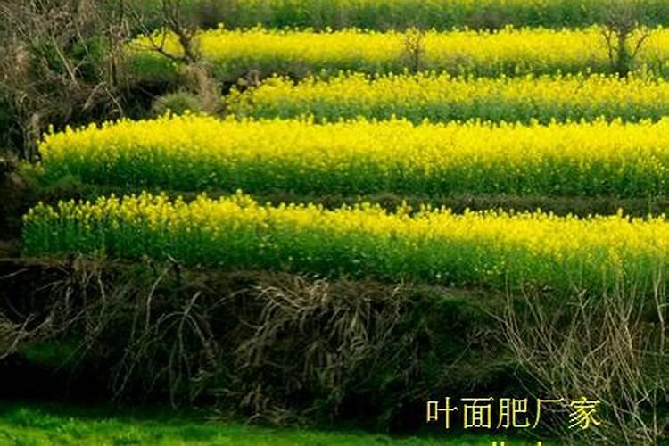 微量元素水溶肥和硝纳胺鲜脂能一起用吗