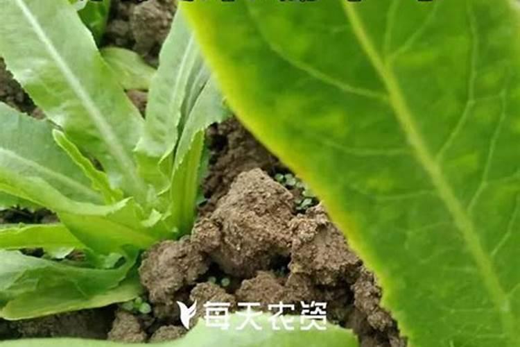 甜瓜苗期可以喷叶面肥吗？