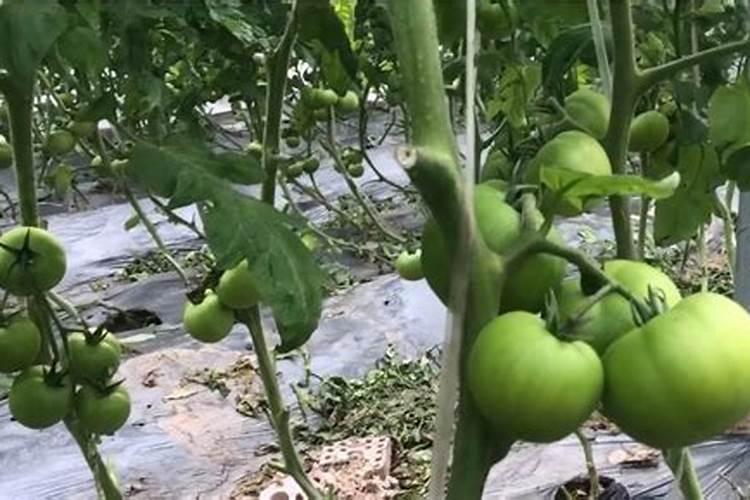 冬季番茄着色不良的原因是什么 解决方法有哪些