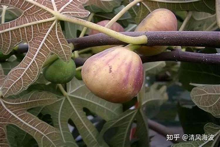 无花果施什么肥好
