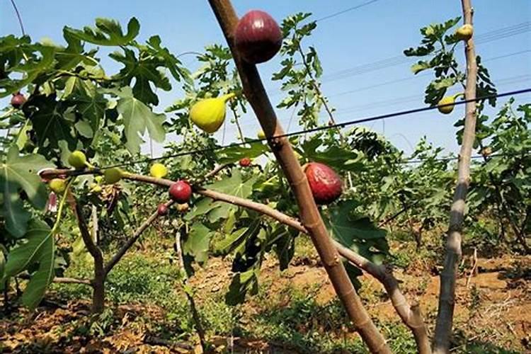 无花果用什么肥料