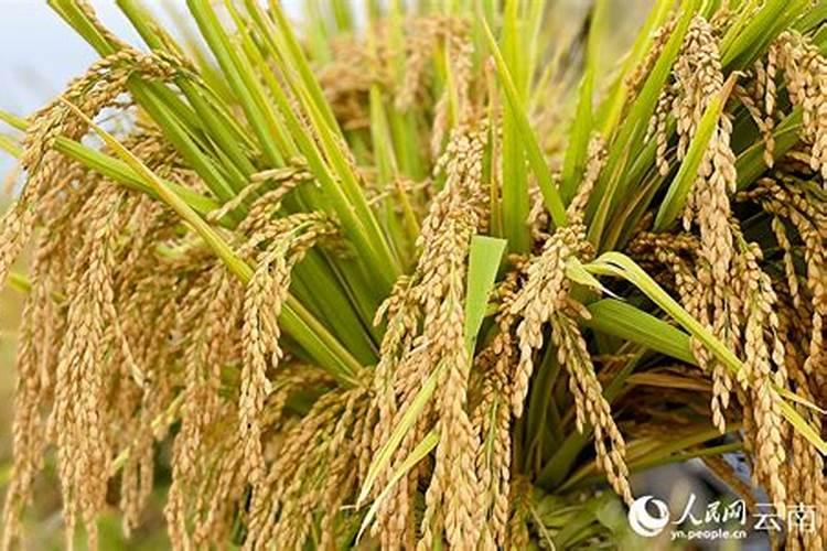 旱稻的高效种植技术介绍 旱稻生长需要什么条件