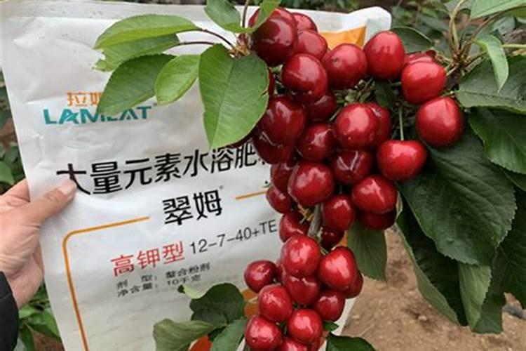 樱桃树水溶肥的使用方法