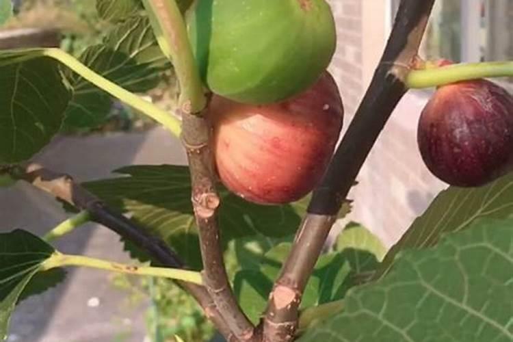 无花果用什么肥料