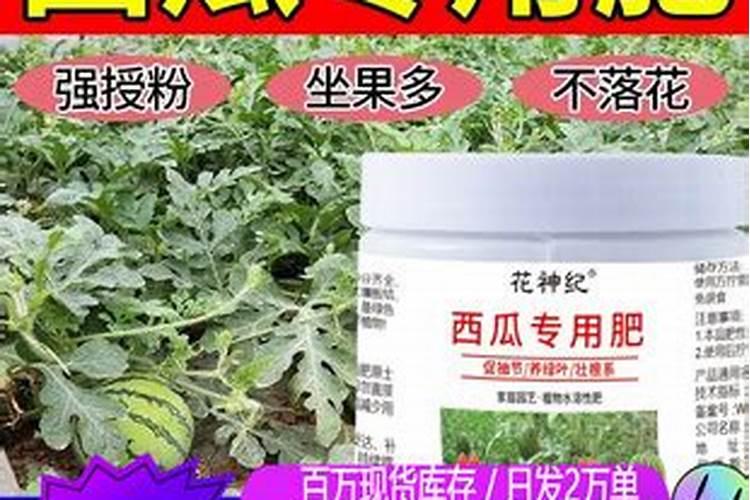 如何给金钱树施肥长得好