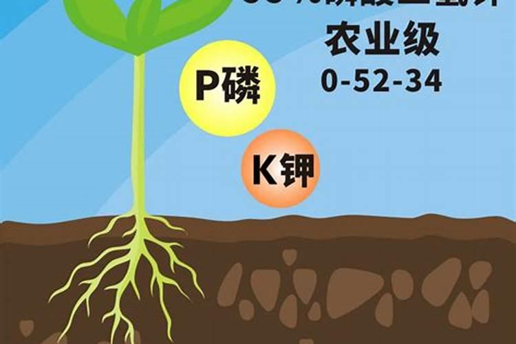 巨峰葡萄月子肥用什么肥料好