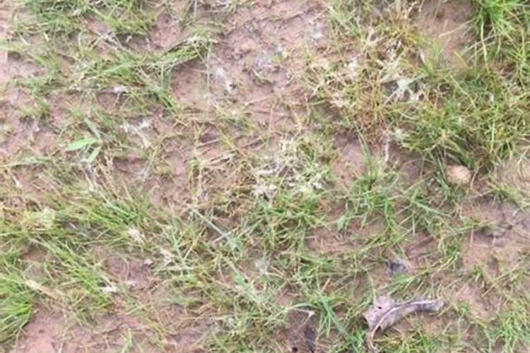 盈辉矿源黄腐酸钾5公斤价格