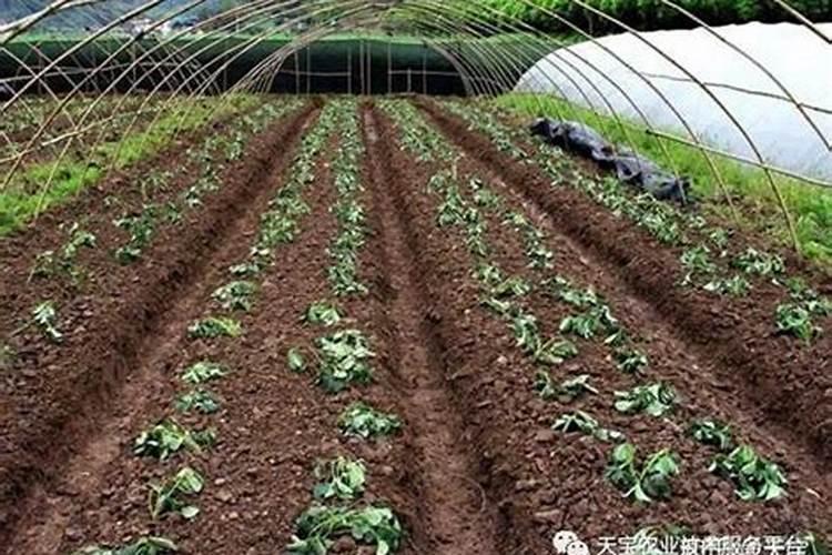 蔬菜用什么叶面肥好？