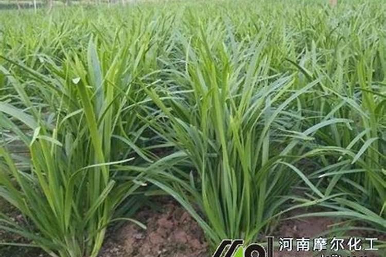 十大高钾肉类是什么