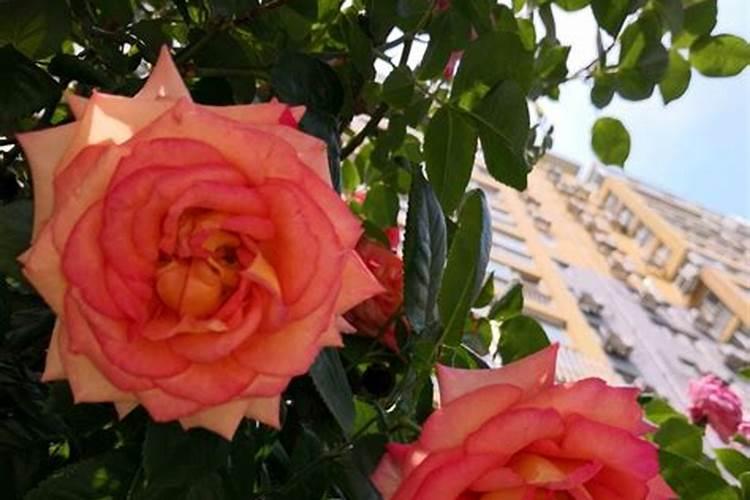 精灵宝可梦letsgo小海狮能学什么技能去皮去伊小海狮可学技能一览