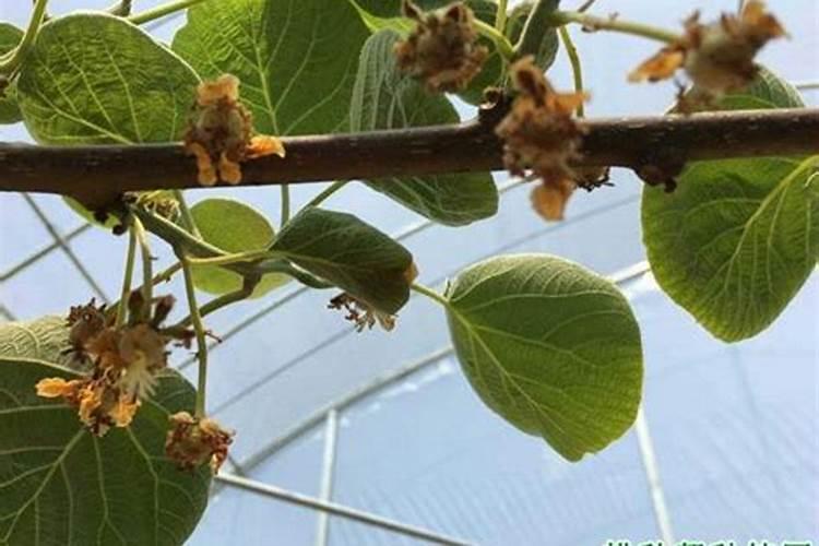 家庭种植蔬菜用什么做肥料？