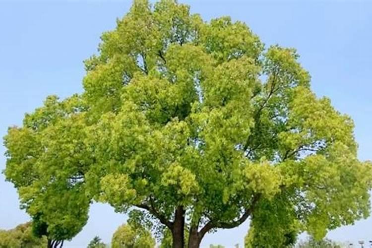 金莱泰有控旺作用吗