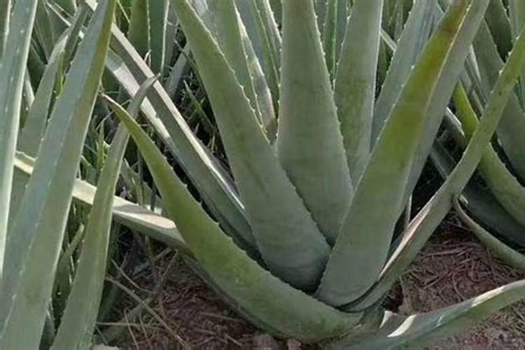 芦荟用什么肥料好