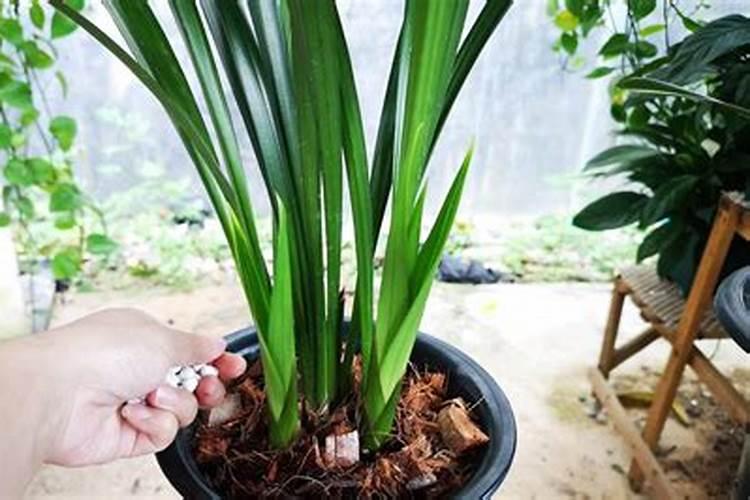 兰草促花的最佳方法(施什么肥促根促芽又促进兰花开花)