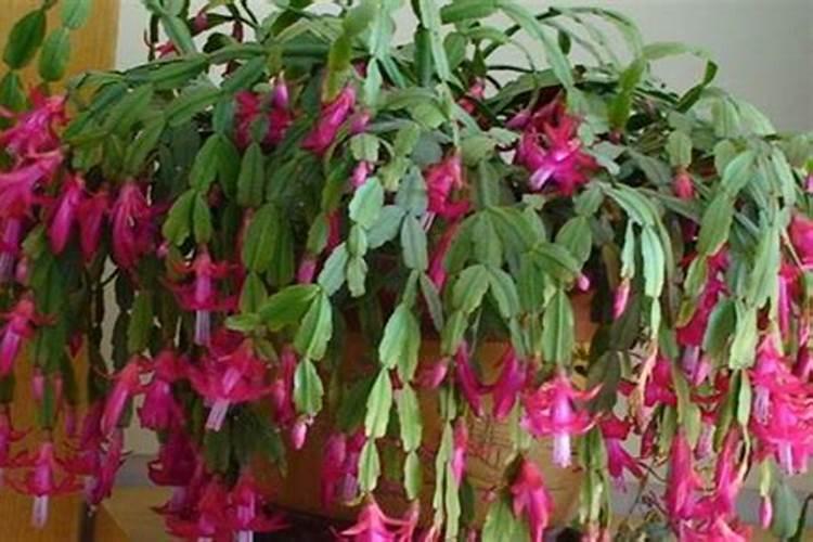木香花怎么施肥