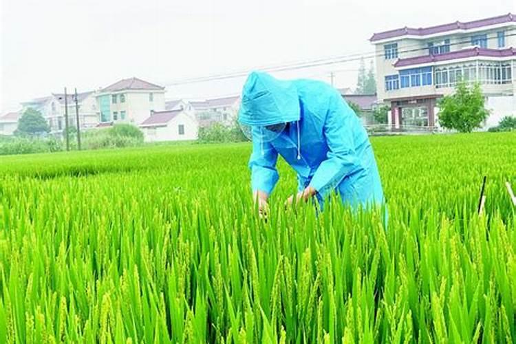 水稻在破口期能根外施肥吗？
