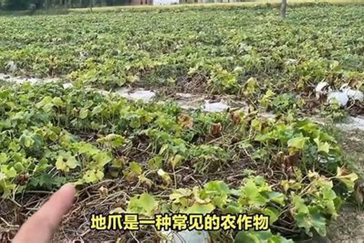 地瓜怎么栽高产 施什么肥合适