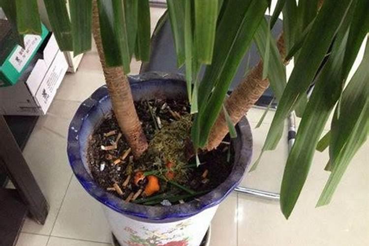 茶叶晒干之后烧成灰,是否可以当成花肥使用？