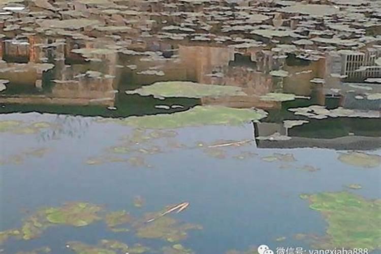 养殖池塘青苔多如何处理,养殖塘有青苔怎么办
