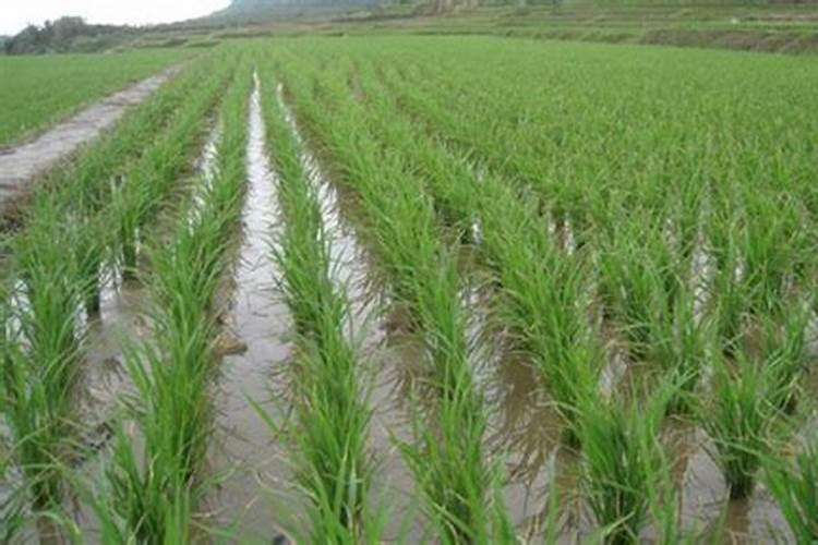 含氨基酸水溶肥料油菜专用可以打稻谷吗？