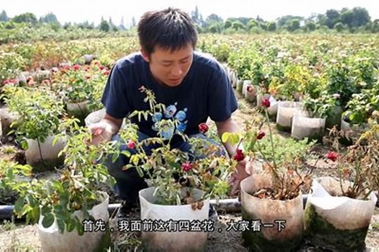 夏季养月季怎么施肥